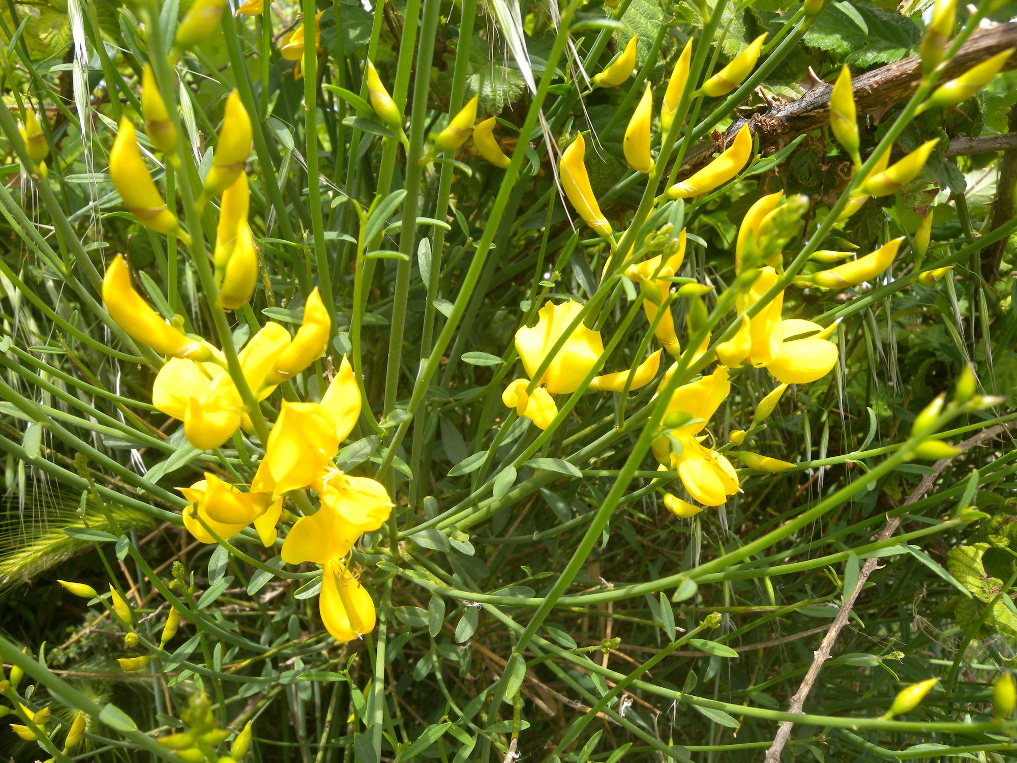 Ginestra in fiore