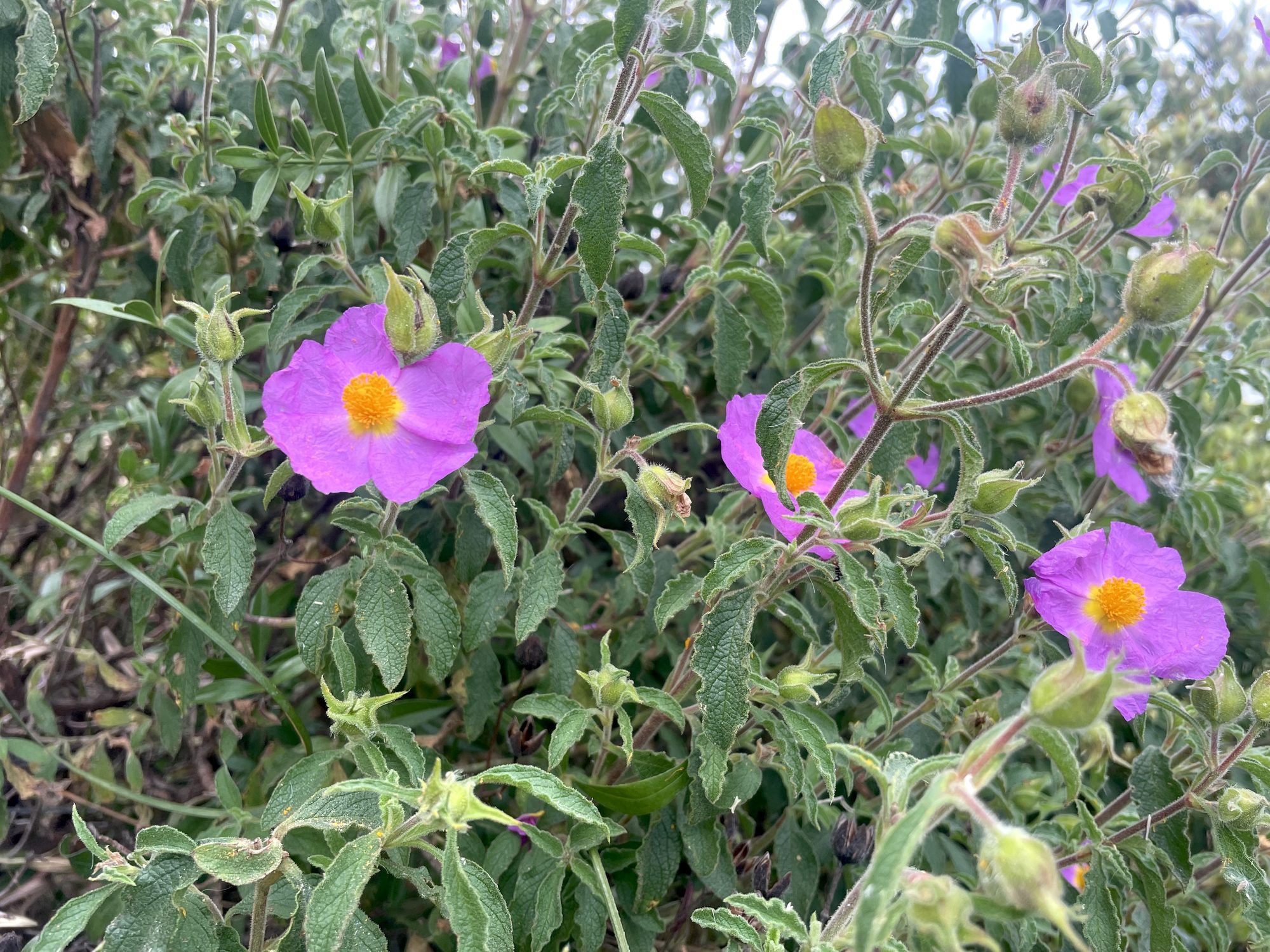 Cisto in fiore