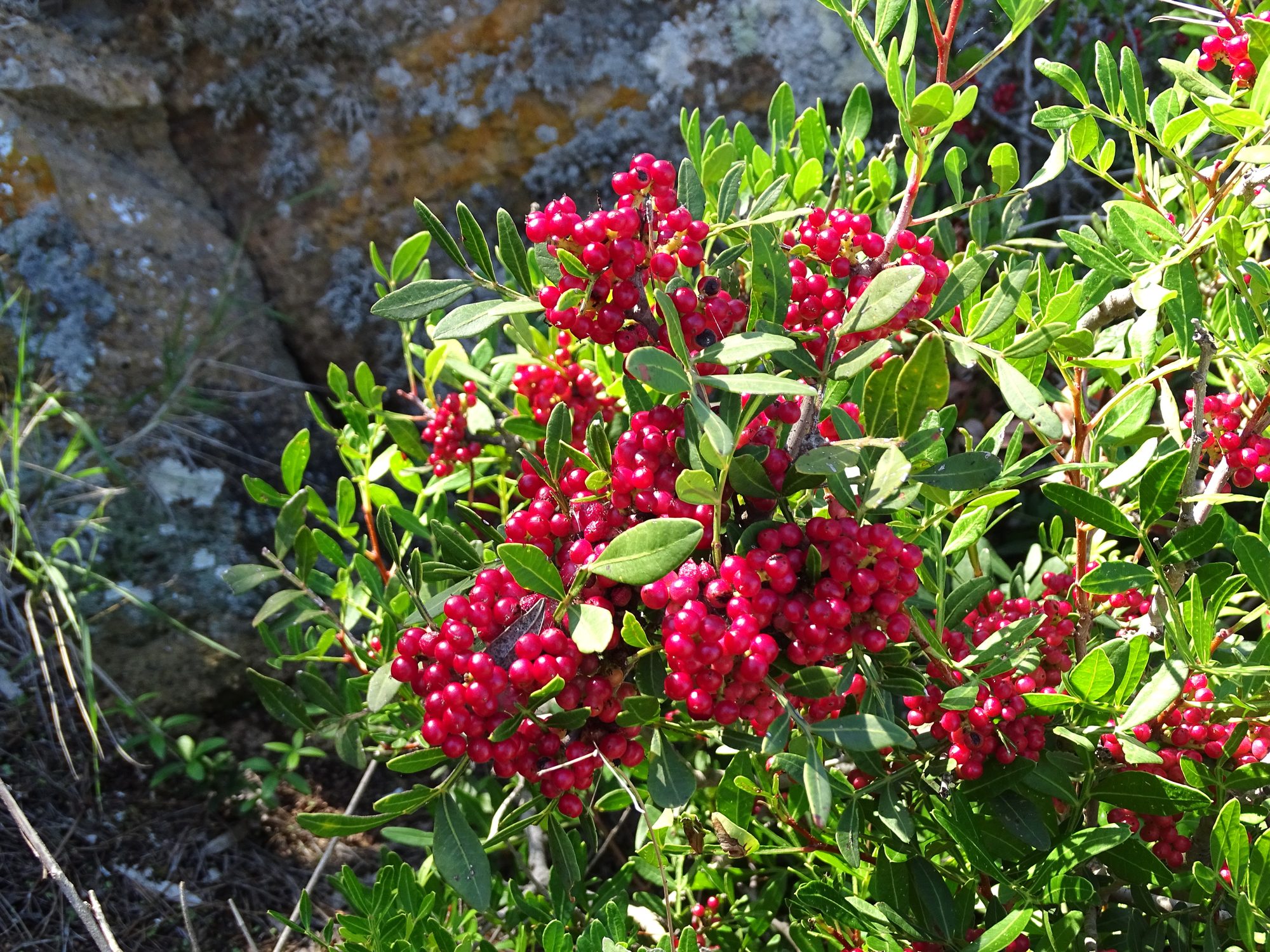 Lentisco con bacche rosse