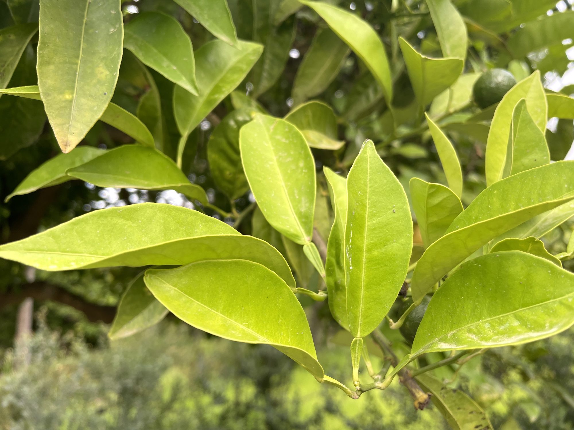 Foglie di agrume con frutti acerbi