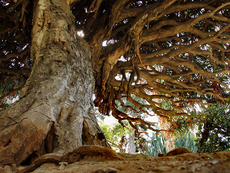 Dracaena dell'Orto Botanico di Palermo